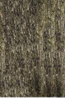 tree bark 0009